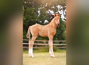 Deutsches Reitpony, Hengst, , 147 cm, Falbe