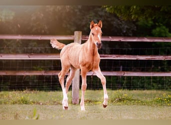 Deutsches Reitpony, Hengst, , 147 cm, Falbe