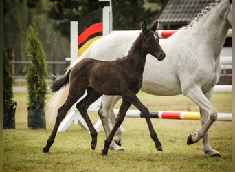 Deutsches Reitpony, Hengst, , 147 cm, Kann Schimmel werden