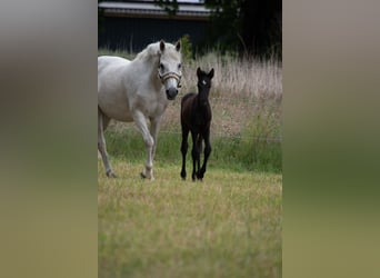 Deutsches Reitpony, Hengst, , 147 cm, Kann Schimmel werden