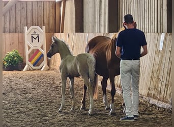 Deutsches Reitpony, Hengst, , 147 cm, Palomino