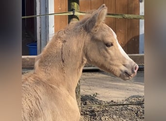 Deutsches Reitpony, Hengst, , 147 cm, Palomino