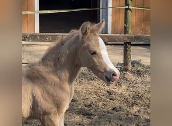 Deutsches Reitpony, Hengst, , 147 cm, Palomino