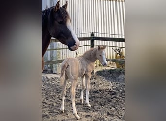Deutsches Reitpony, Hengst, , 147 cm, Palomino