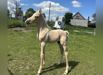Deutsches Reitpony, Hengst, Fohlen (04/2026), 147 cm, Palomino
