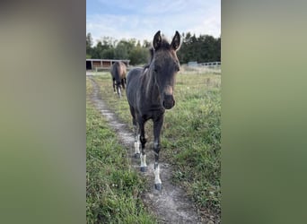 Deutsches Reitpony Mix, Hengst, Fohlen (07/2025), 147 cm, Rappe