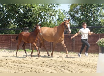 Deutsches Reitpony, Hengst, Fohlen (03/2025), 148 cm, Brauner