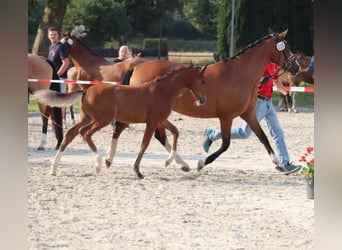 Deutsches Reitpony, Hengst, Fohlen (04/2025), 148 cm, Brauner
