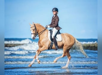 Deutsches Reitpony, Hengst, , 148 cm, Brauner