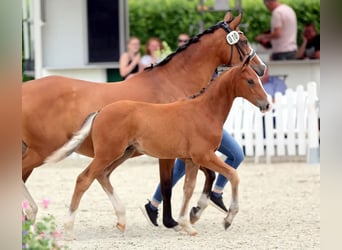Deutsches Reitpony, Hengst, Fohlen (04/2025), 148 cm, Brauner
