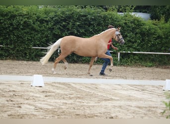 Deutsches Reitpony, Hengst, , 148 cm, Brauner