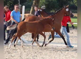 Deutsches Reitpony, Hengst, Fohlen (04/2025), 148 cm, Brauner