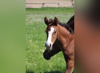 Deutsches Reitpony, Hengst, , 148 cm, Brauner