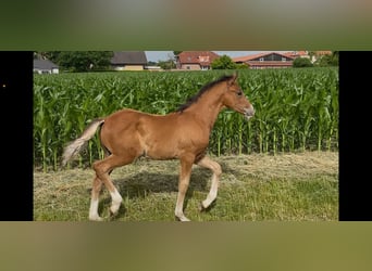 Deutsches Reitpony, Hengst, , 148 cm, Brauner