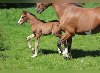 Deutsches Reitpony, Hengst, , 148 cm, Brauner