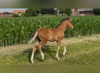 Deutsches Reitpony, Hengst, , 148 cm, Brauner