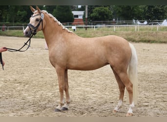 Deutsches Reitpony, Hengst, , 148 cm, Brauner