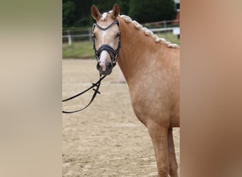 Deutsches Reitpony, Hengst, , 148 cm, Brauner