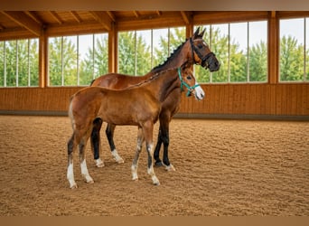 Deutsches Reitpony, Hengst, Fohlen (05/2026), 148 cm, Brauner