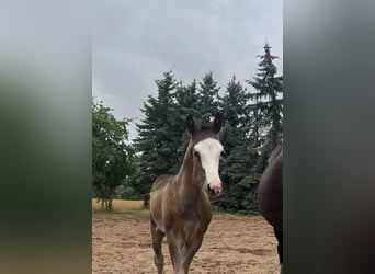 Deutsches Reitpony, Hengst, Fohlen (05/2025), 148 cm, Brauner