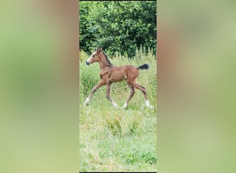 Deutsches Reitpony, Hengst, Fohlen (06/2026), 148 cm, Brauner