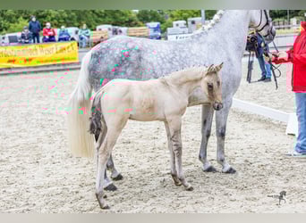 Deutsches Reitpony, Hengst, , 148 cm, Braunfalbschimmel