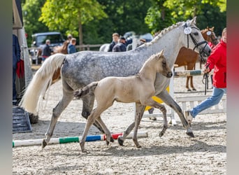Deutsches Reitpony, Hengst, , 148 cm, Braunfalbschimmel