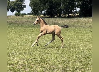 Deutsches Reitpony, Hengst, Fohlen (05/2024), 148 cm, Buckskin