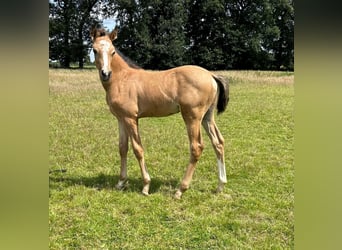 Deutsches Reitpony, Hengst, Fohlen (05/2024), 148 cm, Buckskin