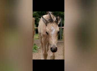 Deutsches Reitpony, Hengst, Fohlen (05/2025), 148 cm, Buckskin