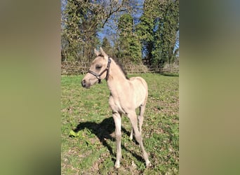 Deutsches Reitpony, Hengst, Fohlen (03/2026), 148 cm, Buckskin