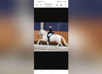 Deutsches Reitpony, Hengst, Fohlen (03/2026), 148 cm, Buckskin