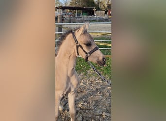 Deutsches Reitpony, Hengst, Fohlen (03/2026), 148 cm, Buckskin