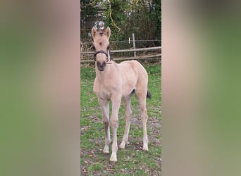 Deutsches Reitpony, Hengst, Fohlen (03/2026), 148 cm, Buckskin
