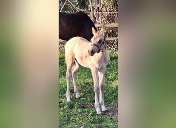 Deutsches Reitpony, Hengst, Fohlen (03/2026), 148 cm, Buckskin