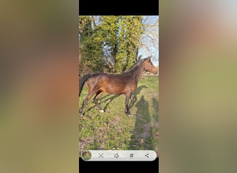 Deutsches Reitpony, Hengst, Fohlen (03/2026), 148 cm, Buckskin