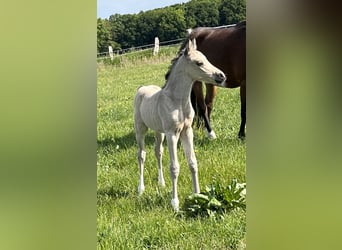 Deutsches Reitpony, Hengst, , 148 cm, Buckskin