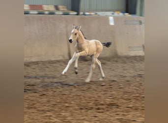 Deutsches Reitpony, Hengst, Fohlen (01/2026), 148 cm, Buckskin