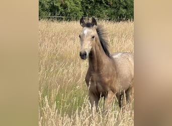 Deutsches Reitpony, Hengst, Fohlen (01/2026), 148 cm, Buckskin