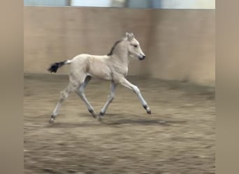Deutsches Reitpony, Hengst, Fohlen (01/2026), 148 cm, Buckskin