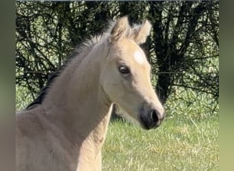 Deutsches Reitpony, Hengst, Fohlen (01/2026), 148 cm, Buckskin