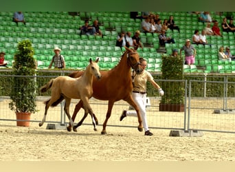 Deutsches Reitpony, Hengst, Fohlen (04/2024), 148 cm, Buckskin