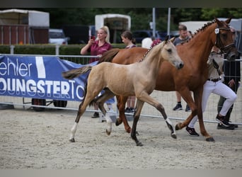 Deutsches Reitpony, Hengst, Fohlen (04/2024), 148 cm, Buckskin