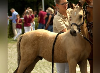 Deutsches Reitpony, Hengst, Fohlen (04/2024), 148 cm, Buckskin