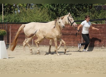 Deutsches Reitpony, Hengst, Fohlen (05/2025), 148 cm