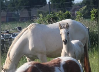 Deutsches Reitpony, Hengst, , 148 cm