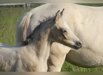 Deutsches Reitpony, Hengst, , 148 cm