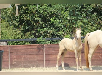 Deutsches Reitpony, Hengst, Fohlen (05/2025), 148 cm