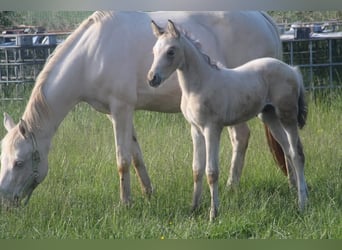 Deutsches Reitpony, Hengst, , 148 cm