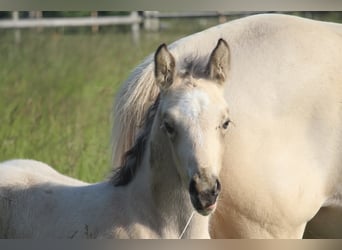 Deutsches Reitpony, Hengst, , 148 cm